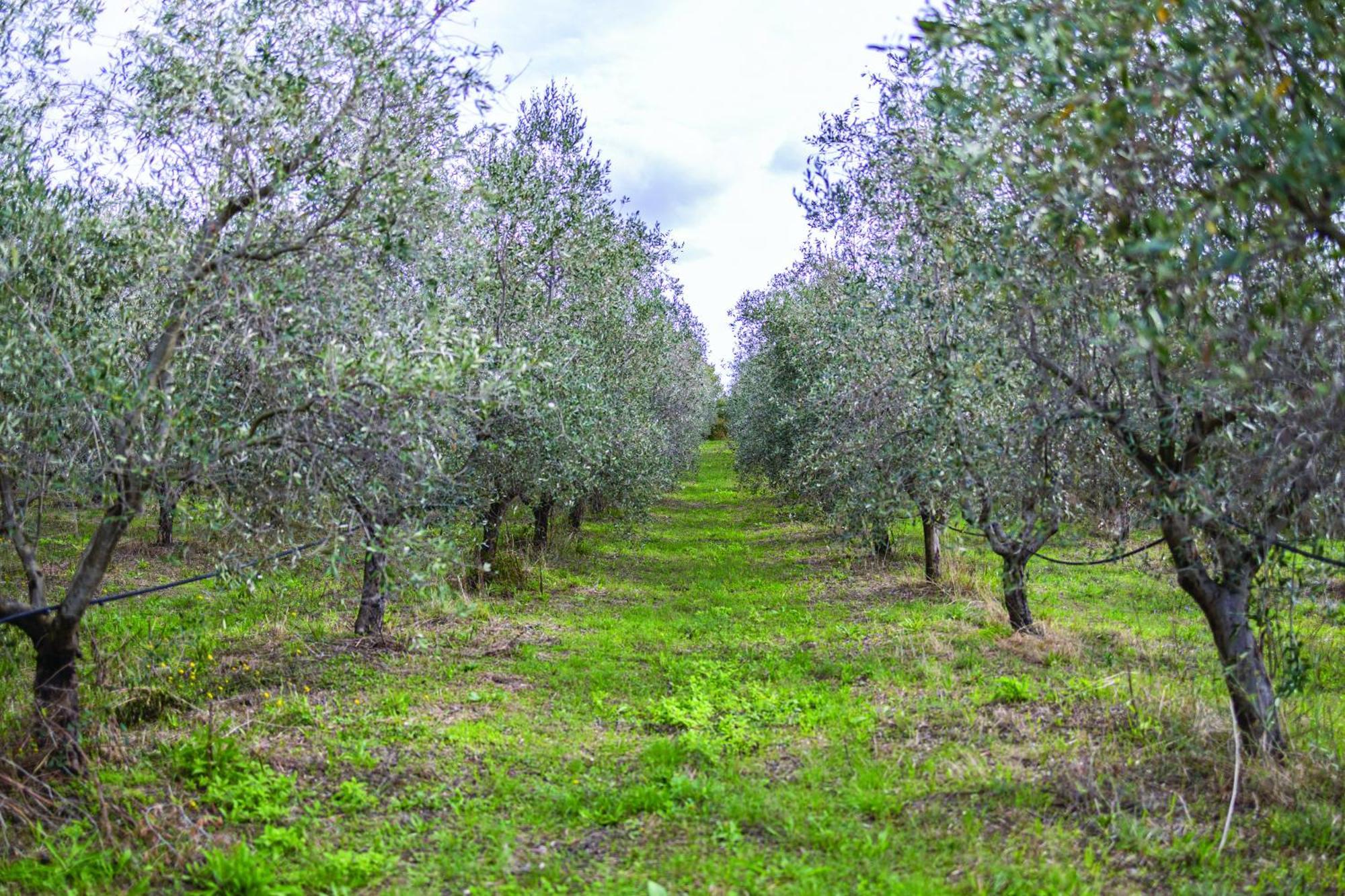 Agriturismo La Petrosa Ceraso Екстериор снимка